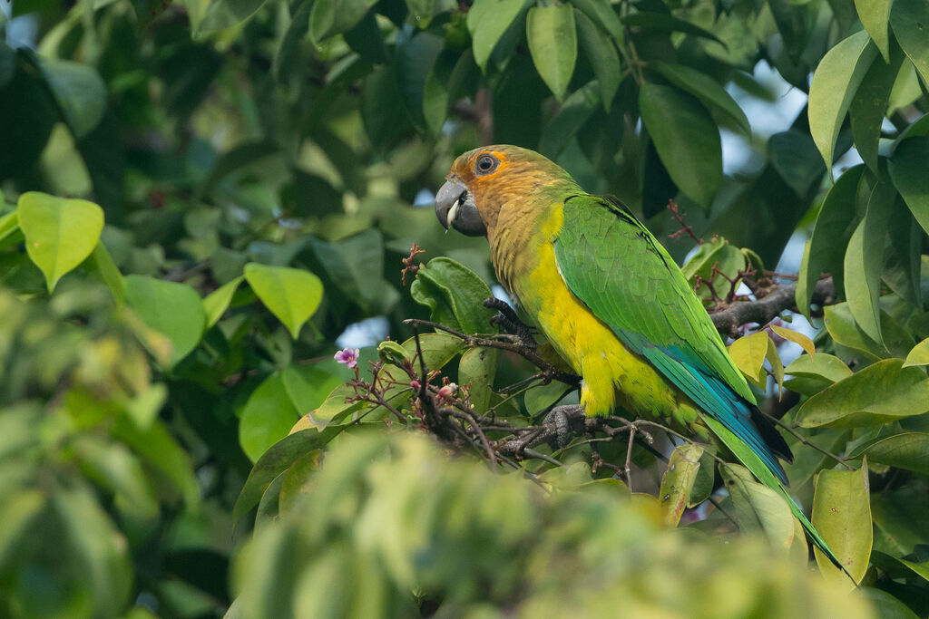 Brown-throated Parakeet