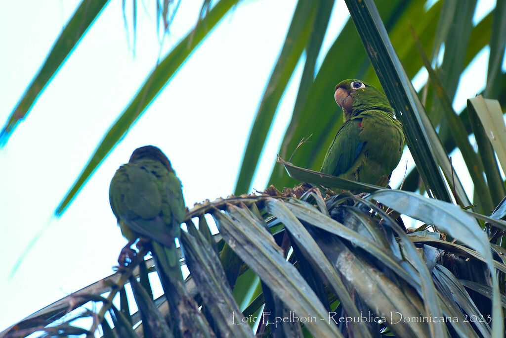 Hispaniolan Parakeet