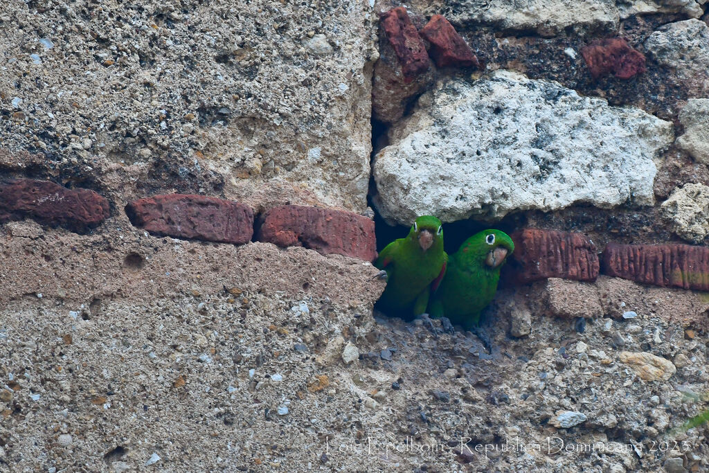 Hispaniolan Parakeet