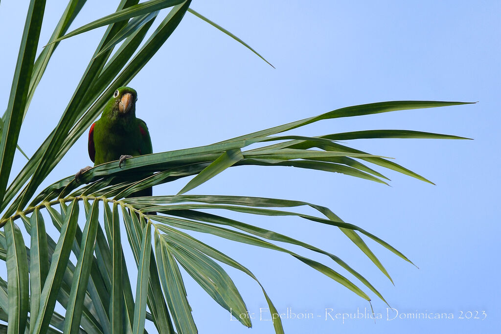 Hispaniolan Parakeet