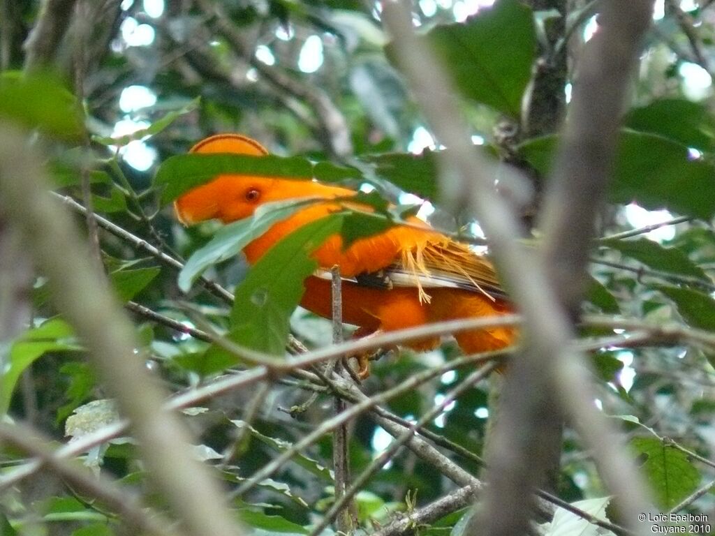 Coq-de-roche orange