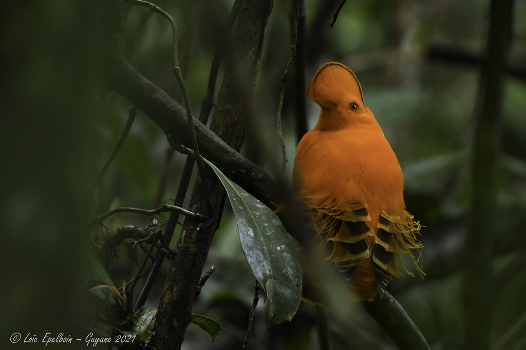 Coq-de-roche orange
