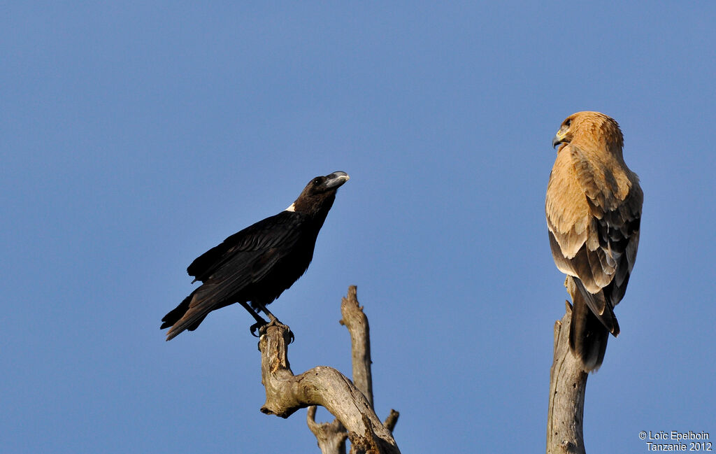 White-necked Raven