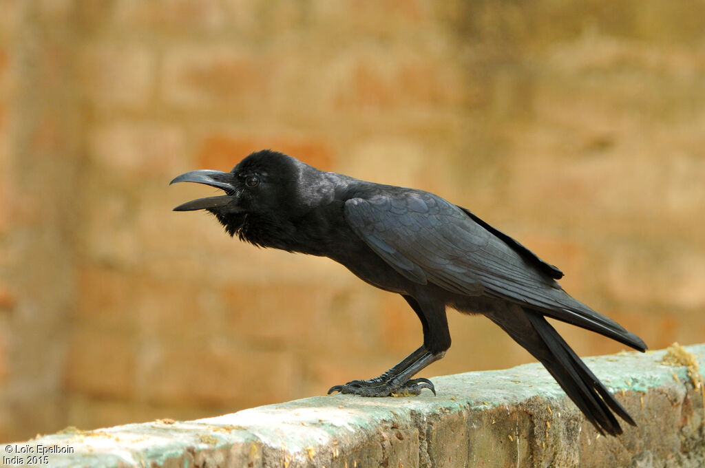 Indian Jungle Crow
