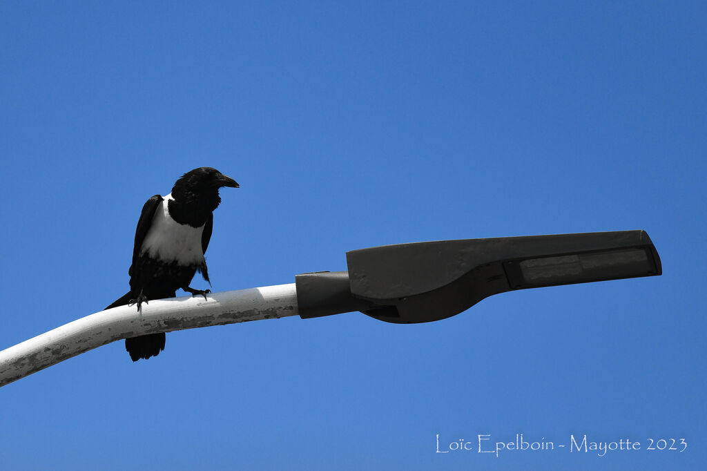 Corbeau pie