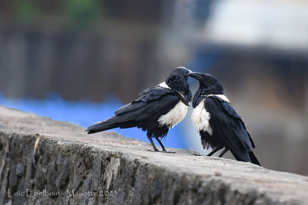 Corbeau pie