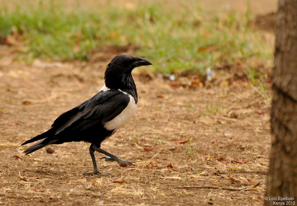Pied Crow