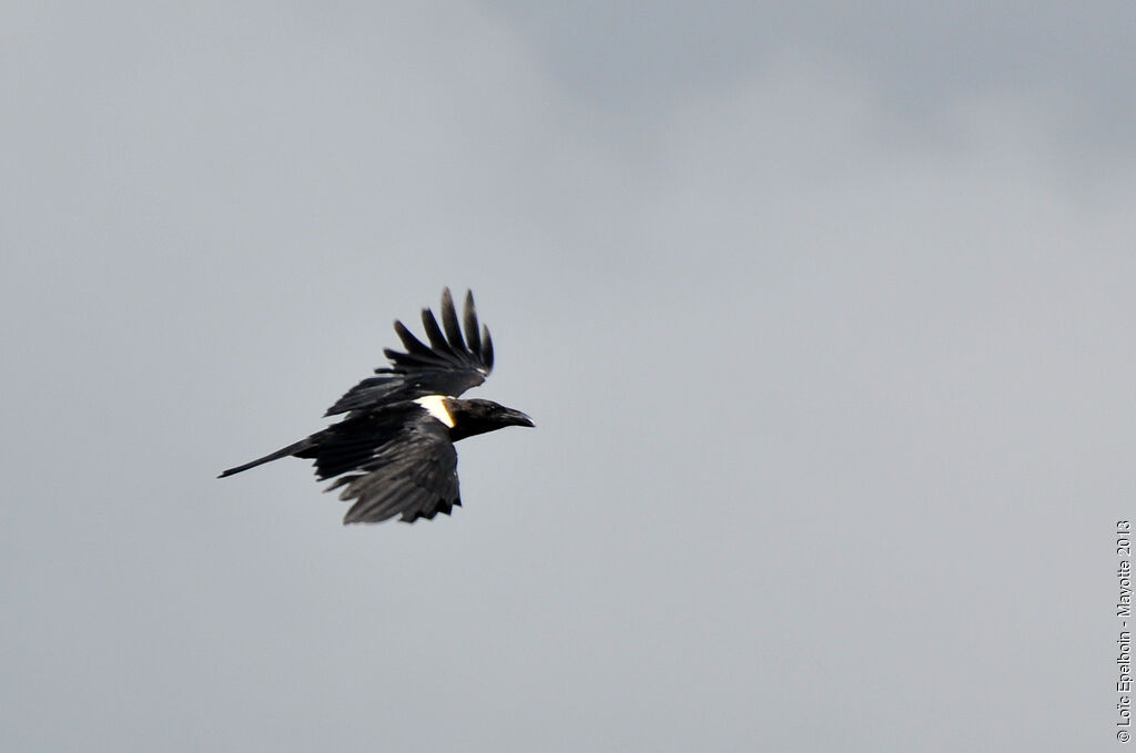 Corbeau pie