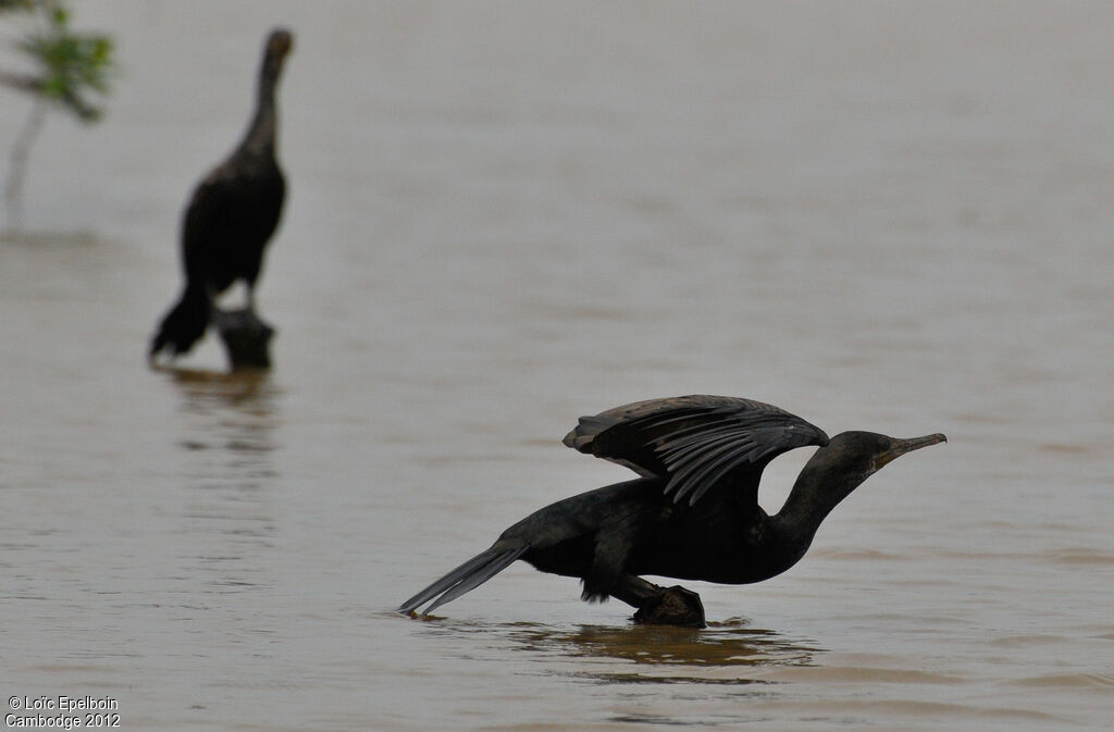 Cormoran à cou brun