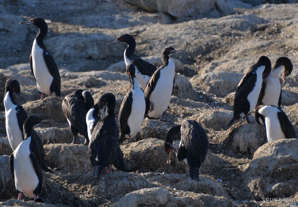 Guanay Cormorant