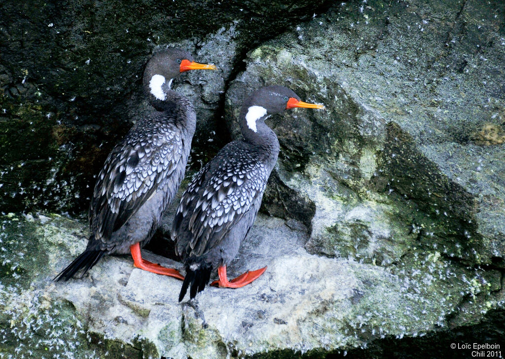 Cormoran de Gaimard