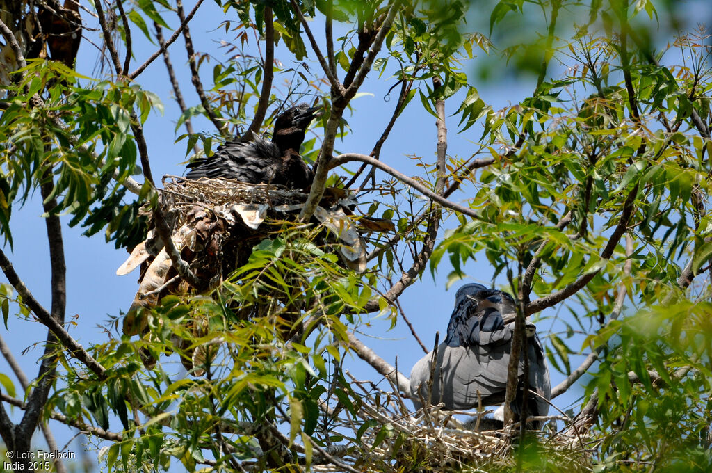 Cormoran de Vieillot