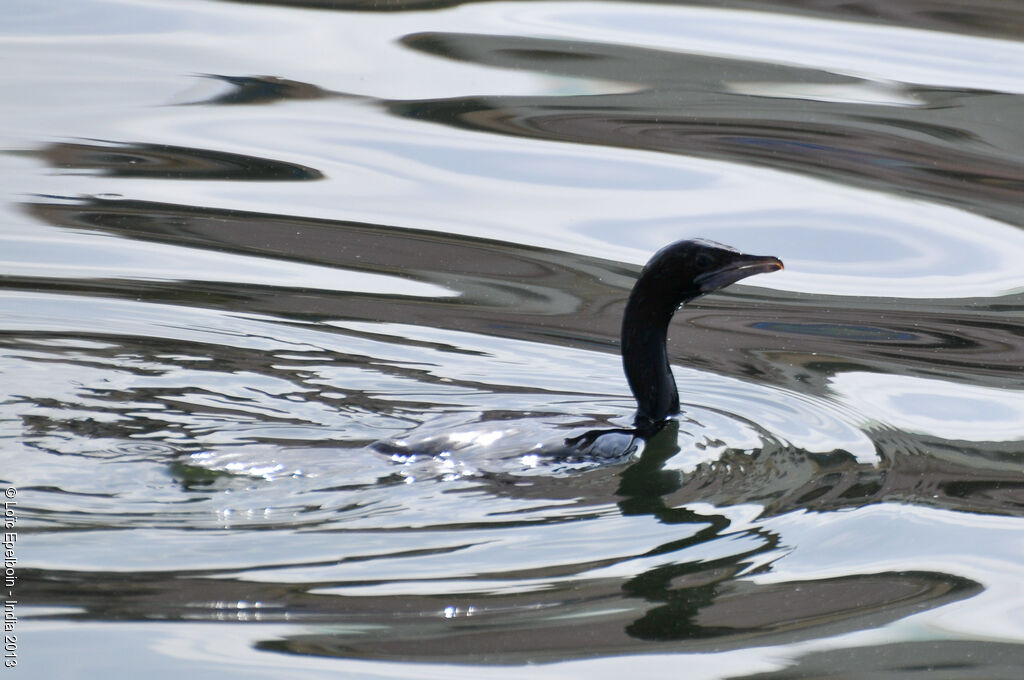 Little Cormorant