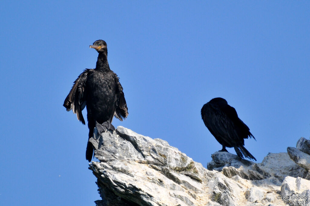 Neotropic Cormorant