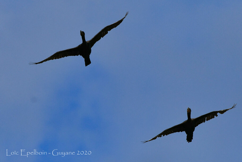 Neotropic Cormorant