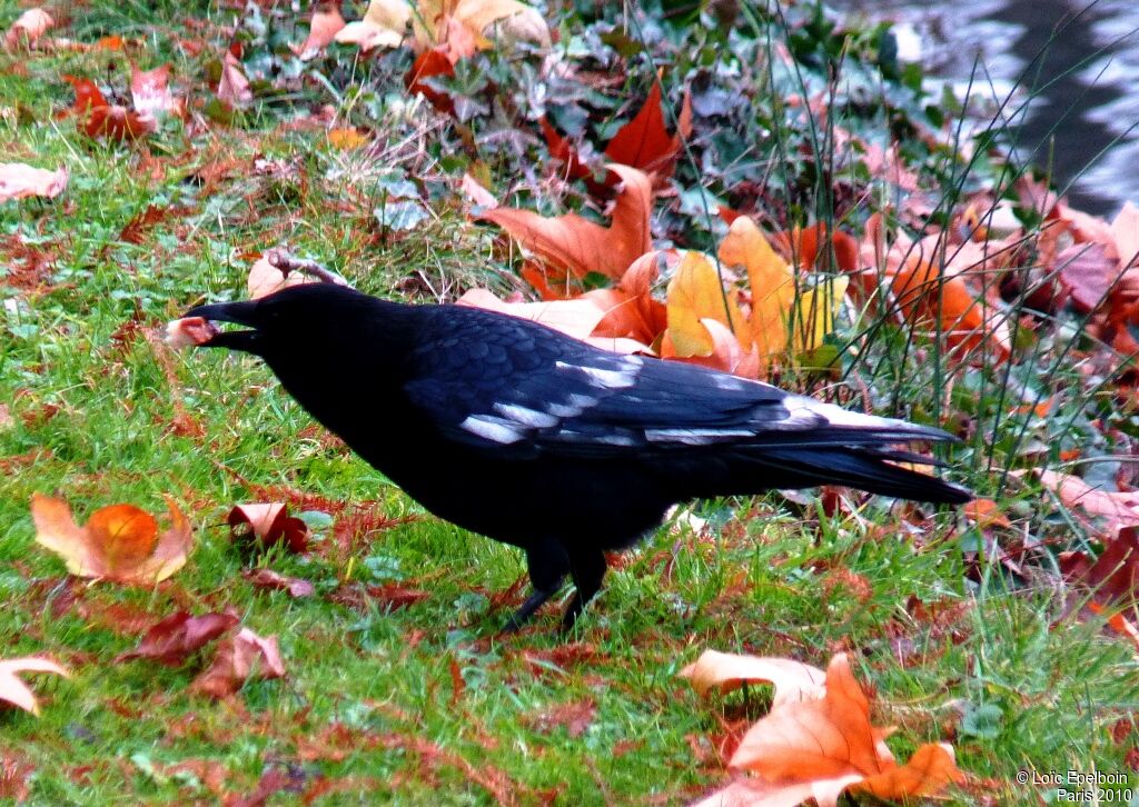 Carrion Crow