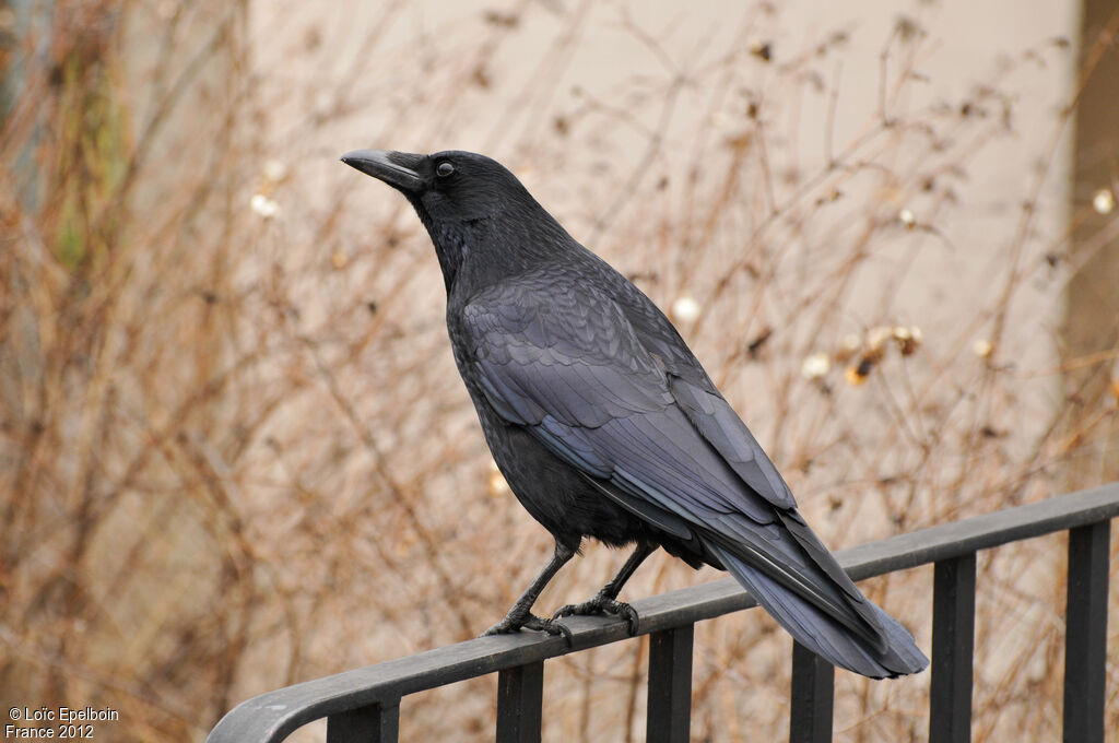 Carrion Crow