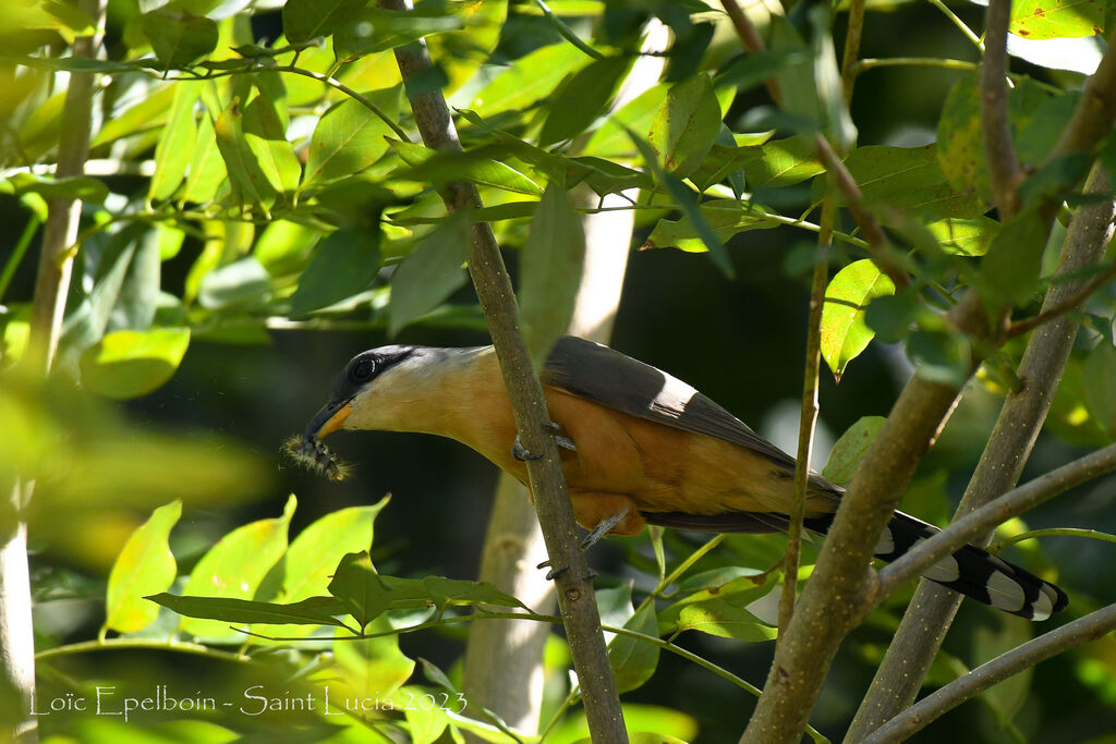 Mangrove Cuckoo