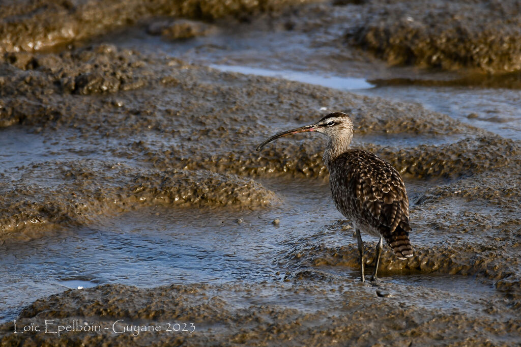 Hudsonian Whimbrel