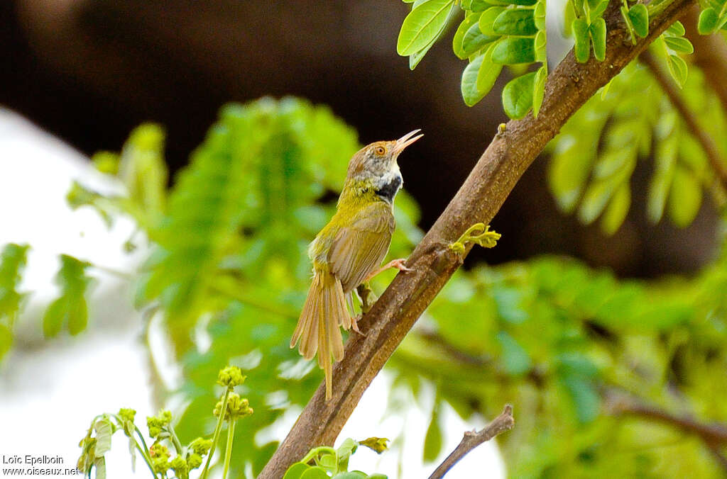 Couturière à col noir mâle adulte nuptial, identification