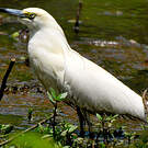 Crabier blanc