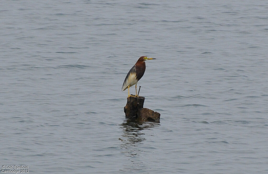 Chinese Pond Heron