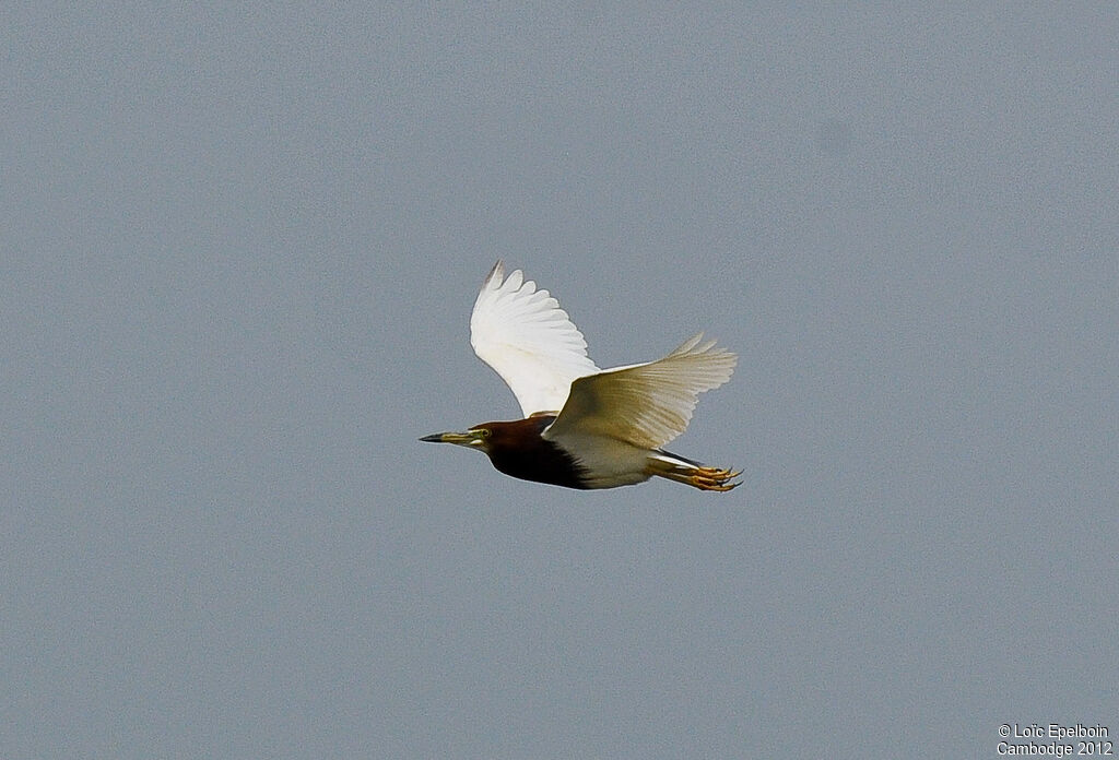Chinese Pond Heronadult, Flight