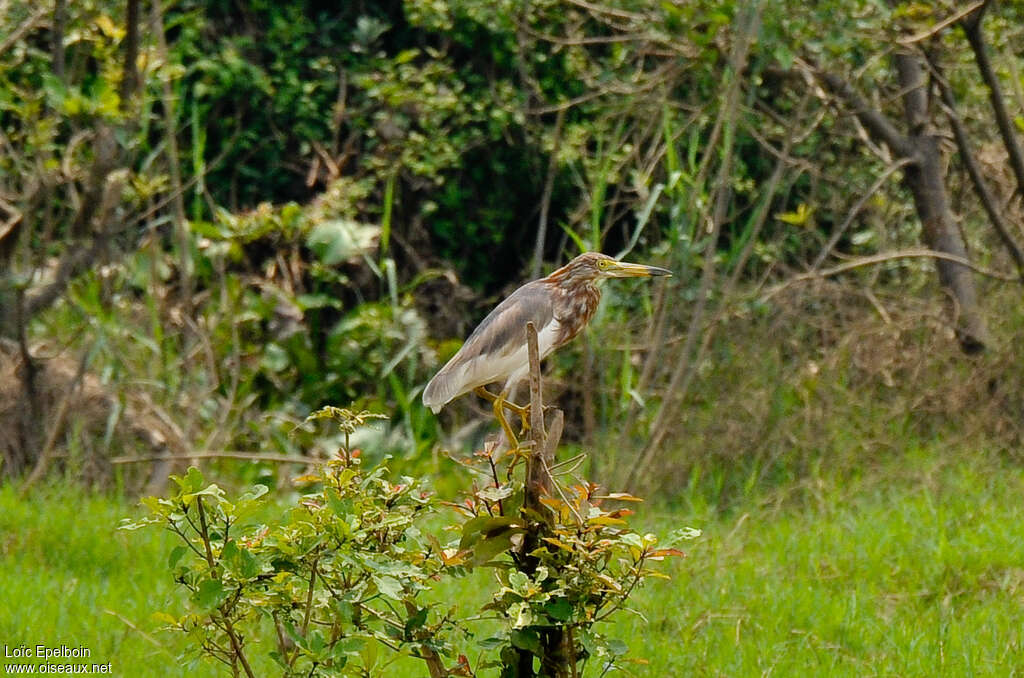 Chinese Pond Heronadult transition, identification