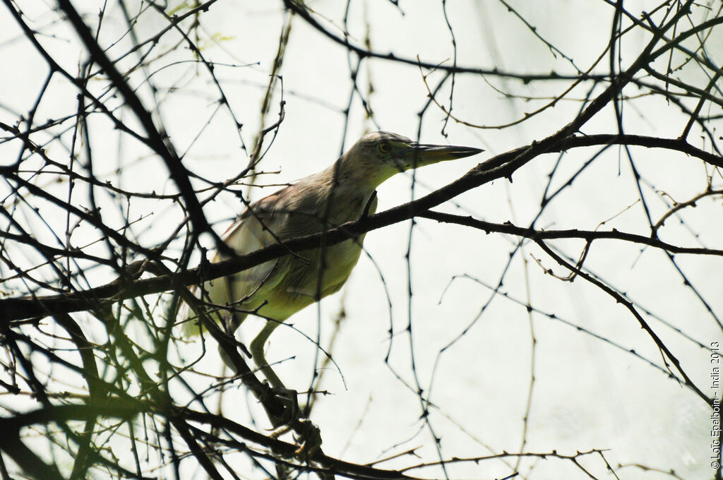 Indian Pond Heron