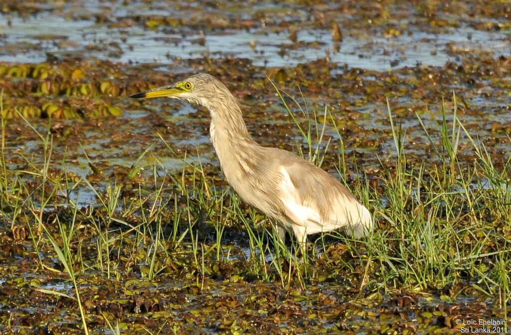 Indian Pond Heron