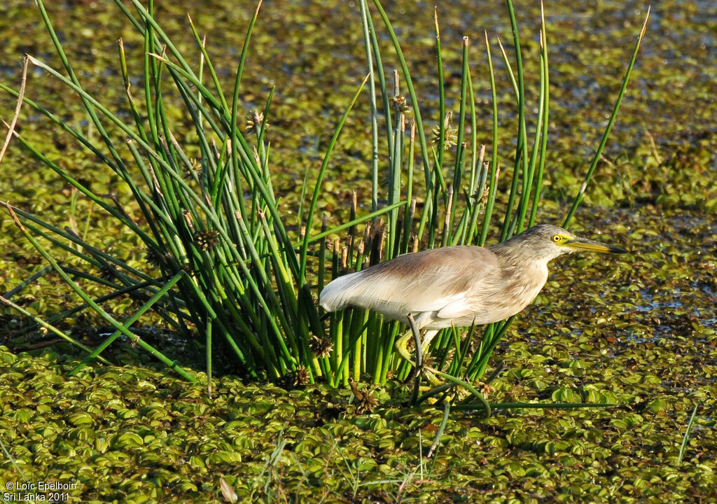 Indian Pond Heron
