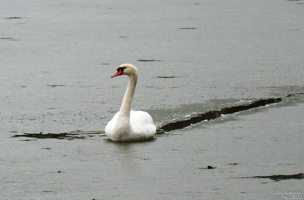 Mute Swan
