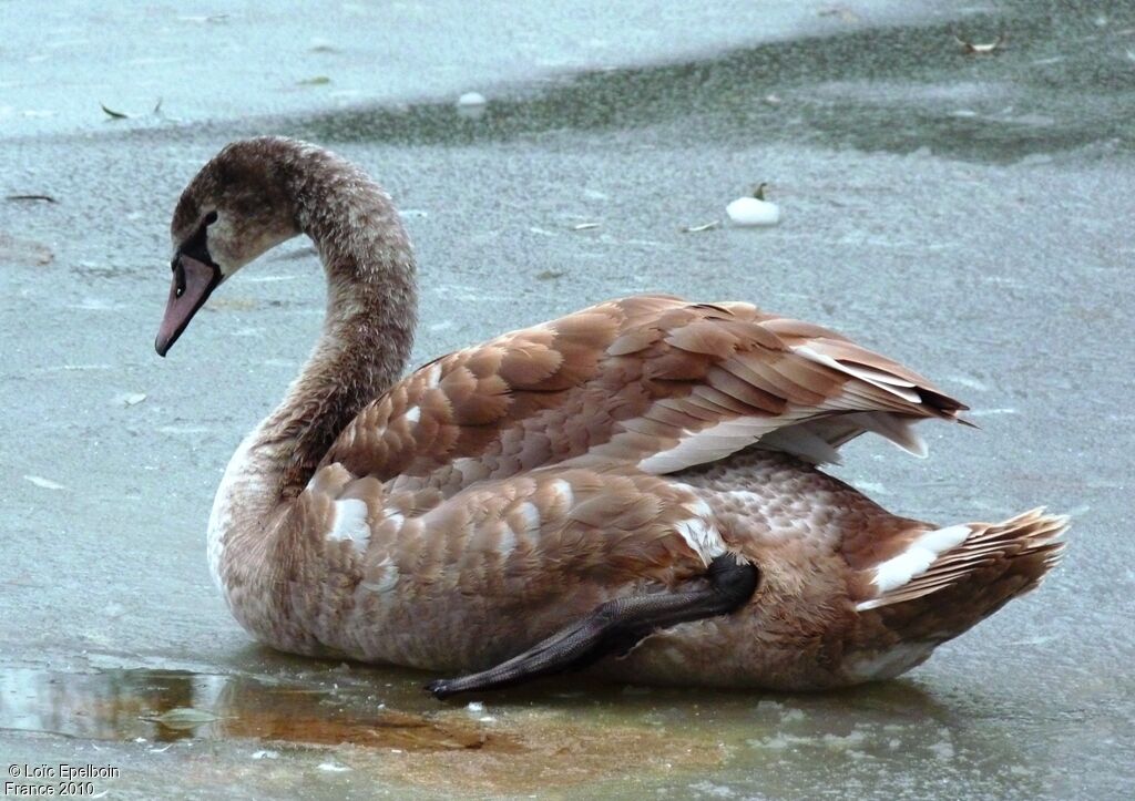 Cygne tuberculé