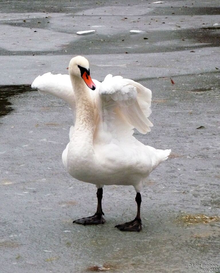 Cygne tuberculé