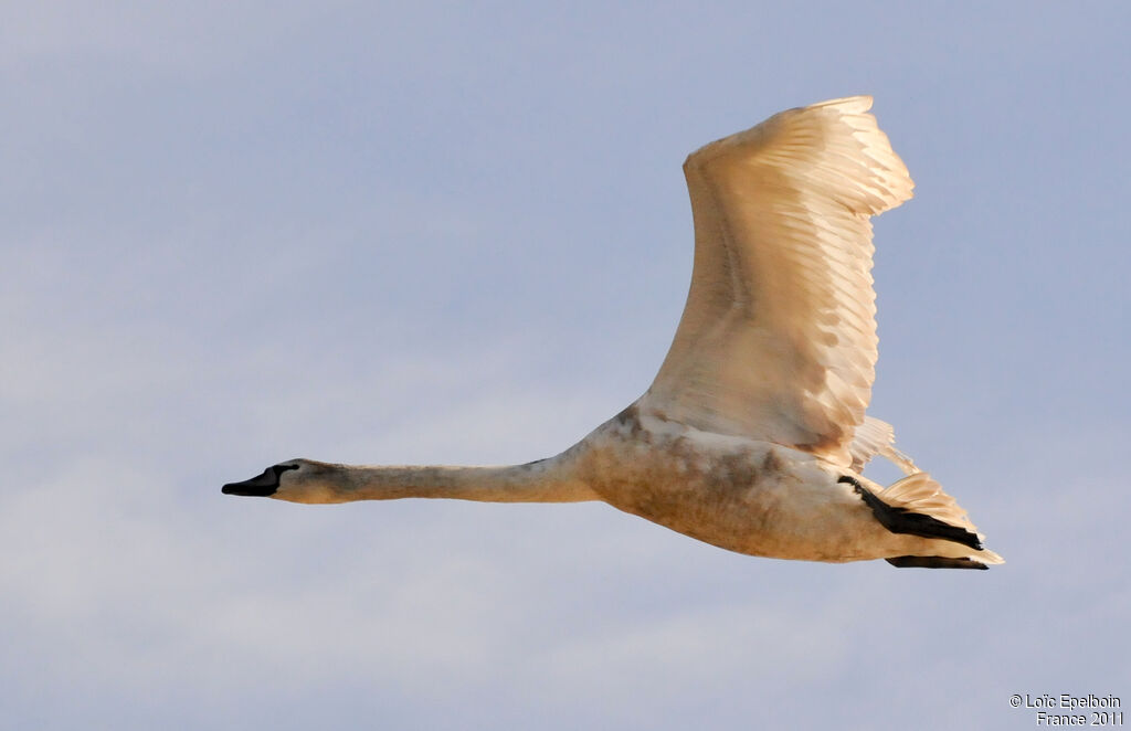 Mute Swan