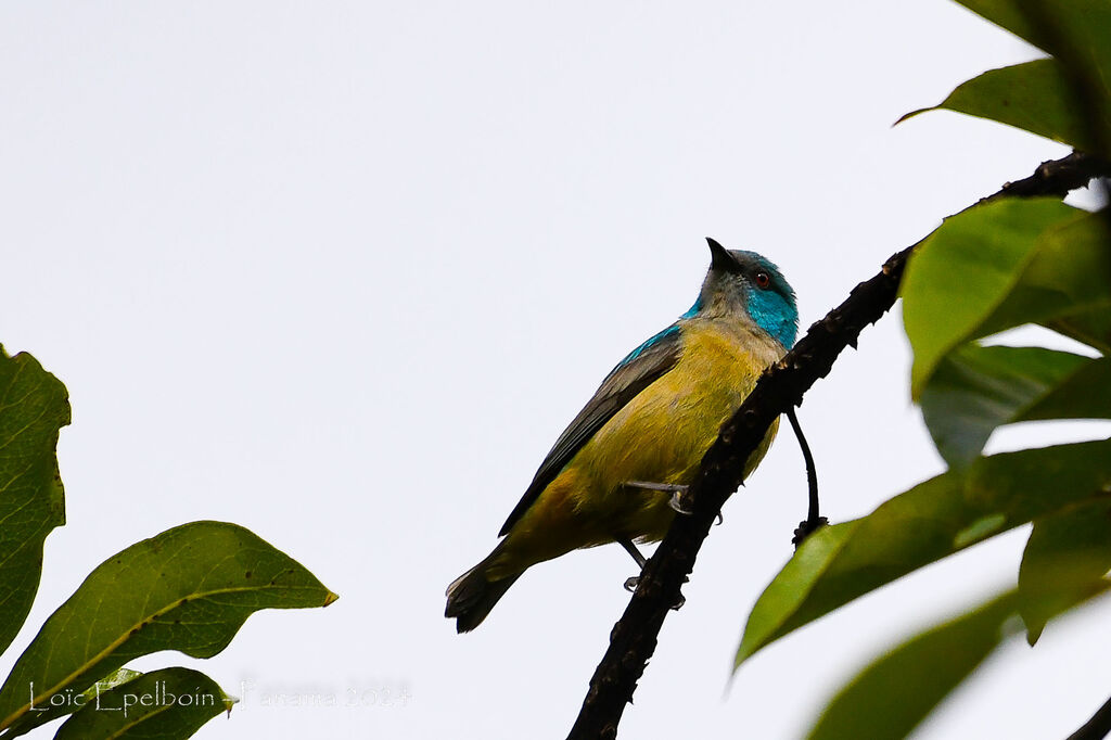 Scarlet-thighed Dacnis