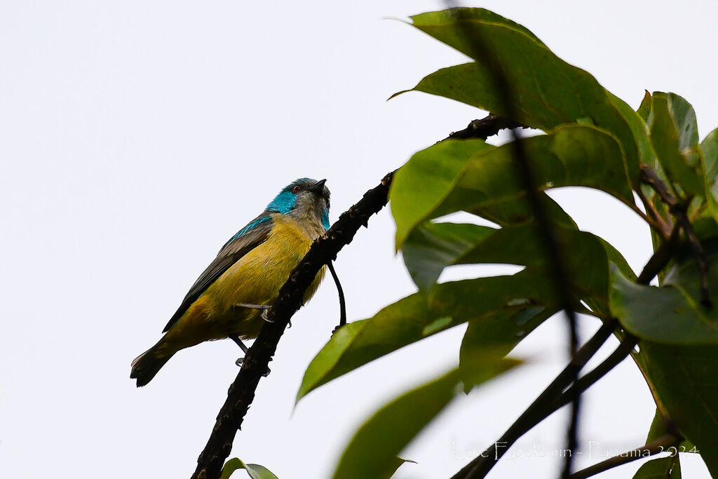 Dacnis à cuisses rouges