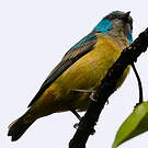 Dacnis à cuisses rouges