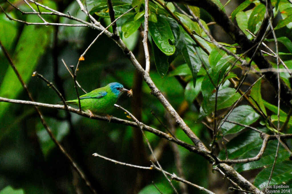 Blue Dacnis