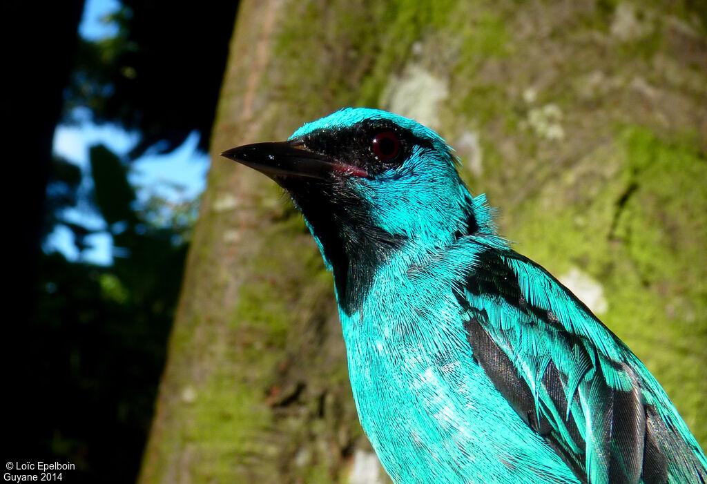 Blue Dacnis male adult