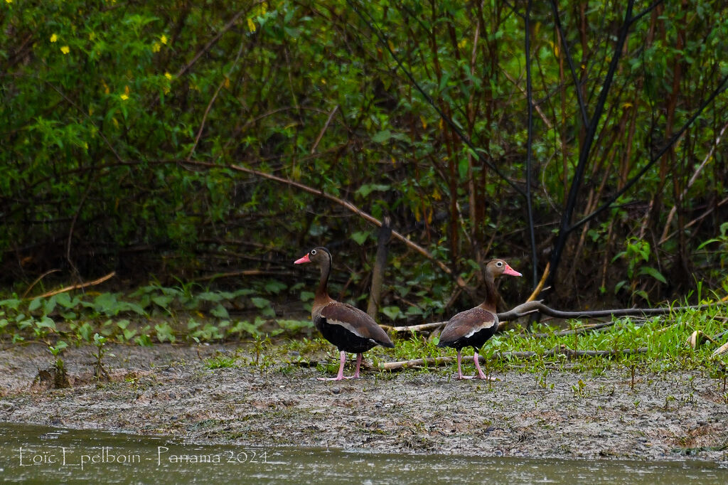 Black-bellied Whistling Duck