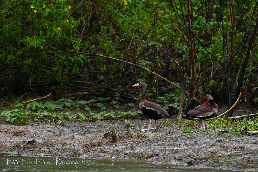 Black-bellied Whistling Duck