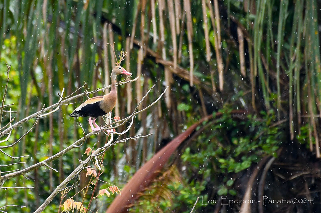Dendrocygne à ventre noir