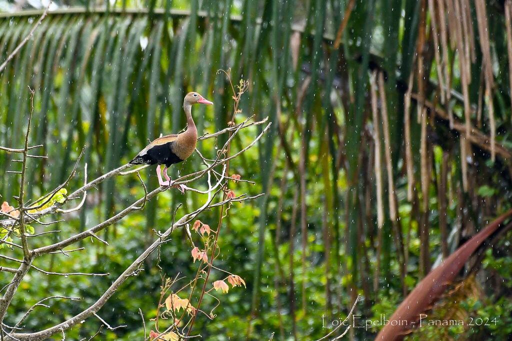 Dendrocygne à ventre noir