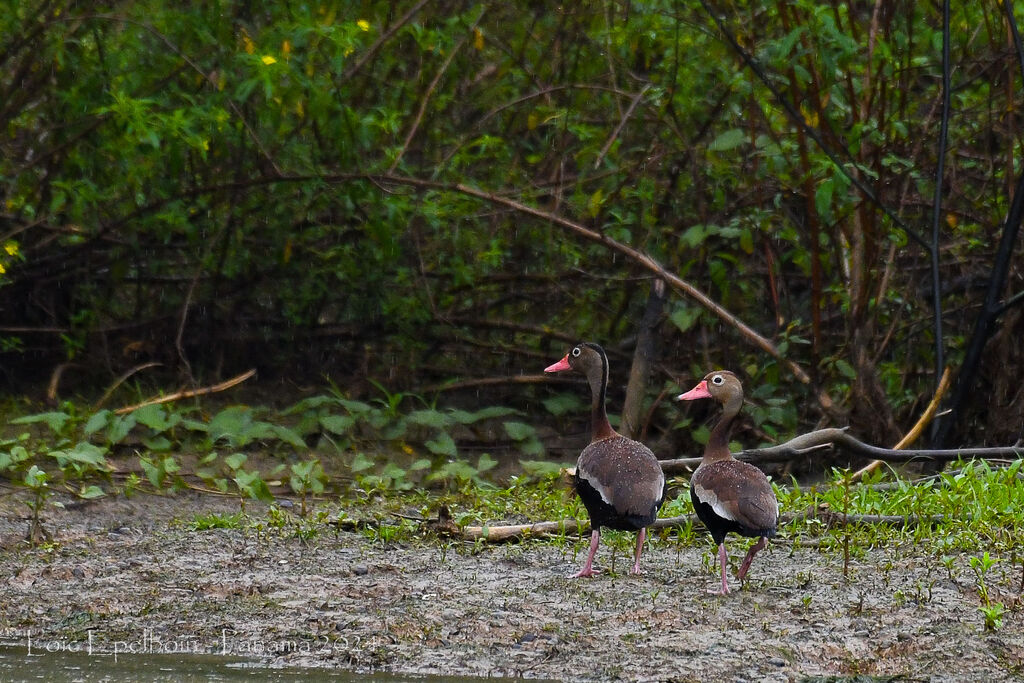 Dendrocygne à ventre noir