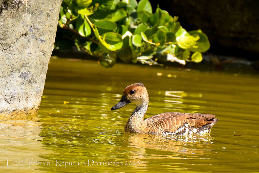 Dendrocygne des Antilles