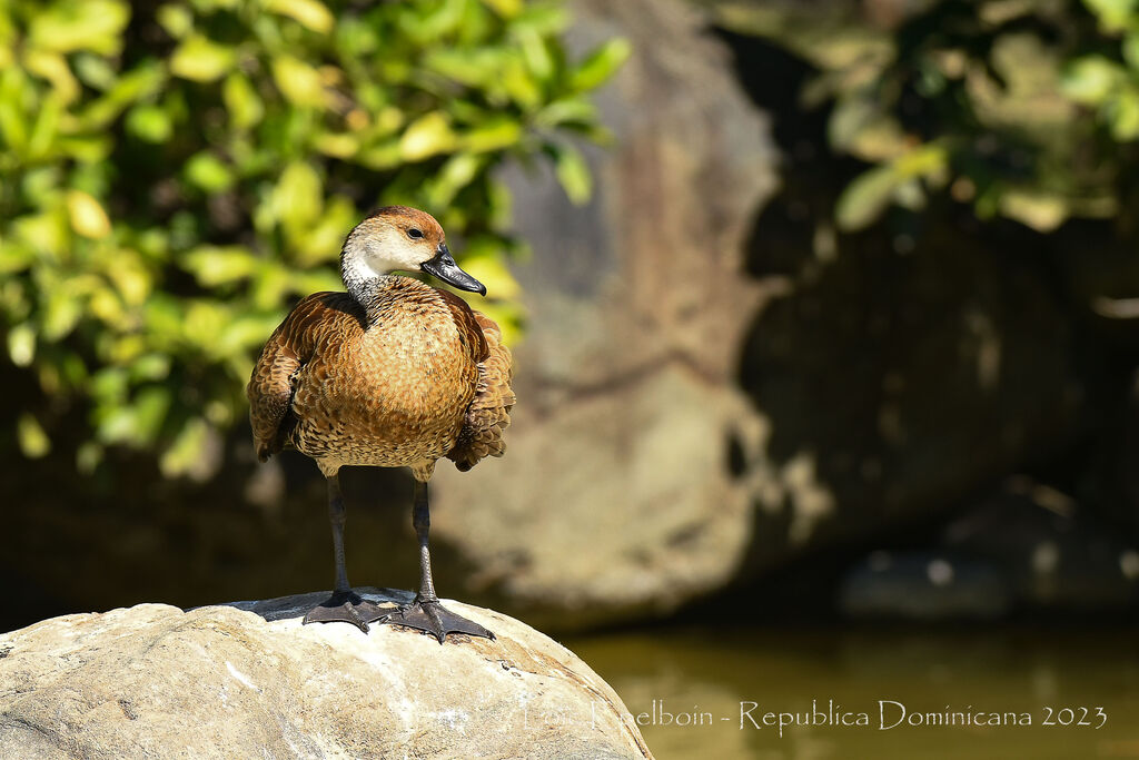 Dendrocygne des Antilles