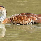 Dendrocygne des Antilles