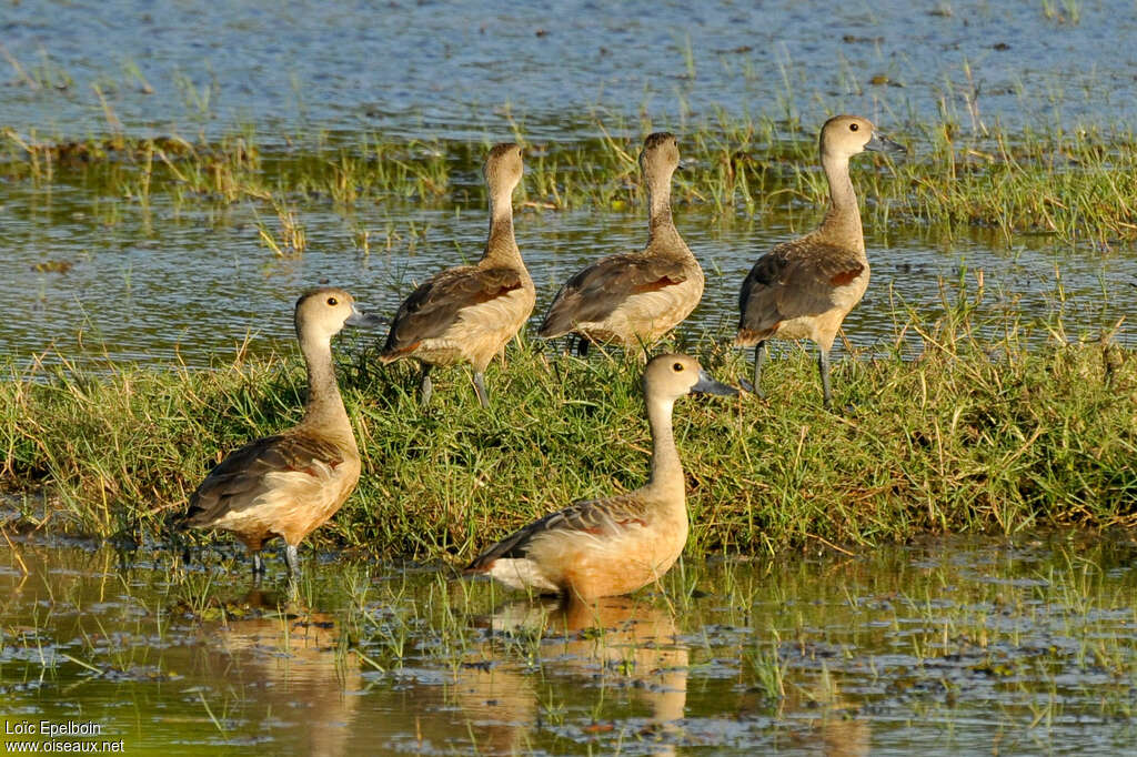 Lesser Whistling Duckadult, habitat