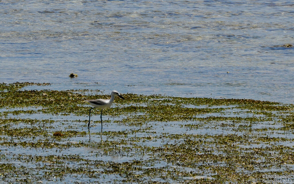 Crab-plover